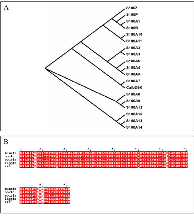 Figure 4 : Phylogénie dans la famille S100, une famille récente à diversification rapide