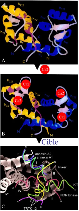 Figure  8 :  Structures  tertiaires    des  dimères  de  la  S100B : un senseur à calcium qui interagit de façon  calcium dépendante avec ses cibles