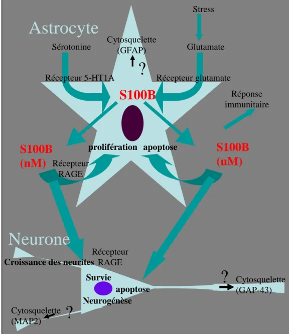 Figure 12 : Fonction de la S100B dans les neurones et les astrocytes. 
