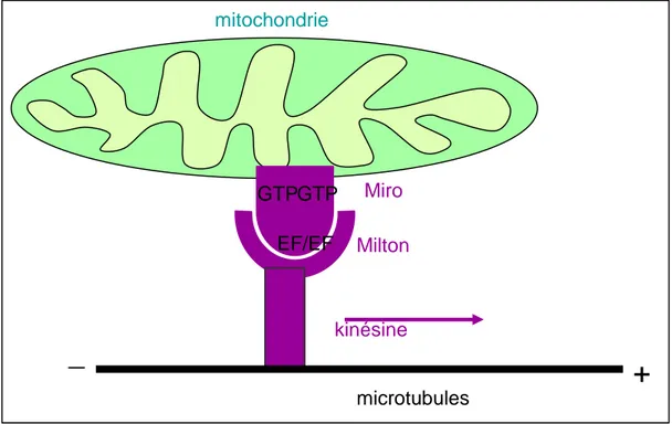 Figure  18 :  Représentation  schématique  du  complexe  protéique  qui  permet  le  mouvement  antérograde  des mitochondries le long des microtubules