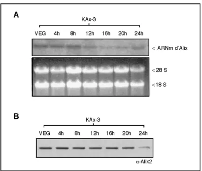 Figure 23 : Expression temporelle d’Alix. A. Northern-blot :  Les ARN totaux sont extraits de la souche KAx-3 à différents temps de développement.