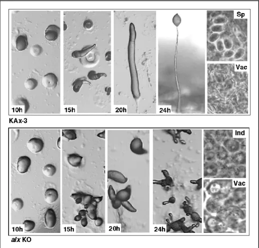 Figure 28 : Comparaison des phénotypes de développement des souches KAx-3 et alx nulle