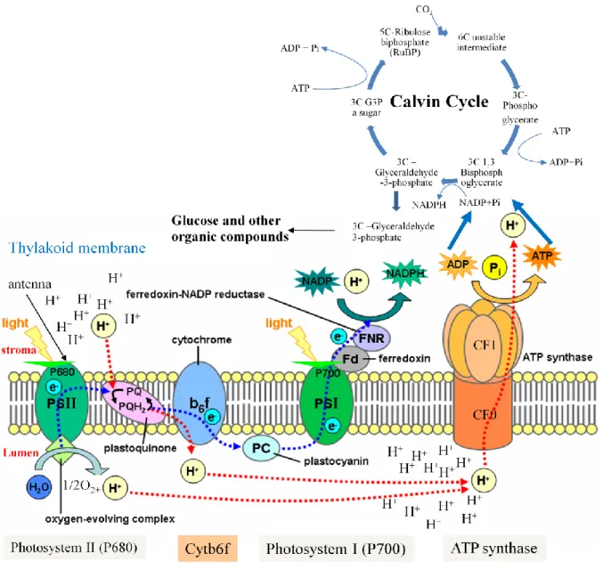 Figure 3b: Schematic presentation of the components and mechanism of photosynthesis.            