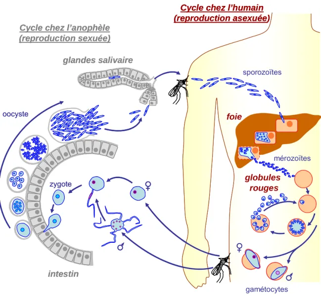 Figure 2: cycle parasitaire de Plasmodium falciparum.  Le cycle des parasites du genre Plasmodium est  complexe et comporte deux étapes essentielles : un cycle asexué chez l'humain, et un cycle sexué chez le  moustique