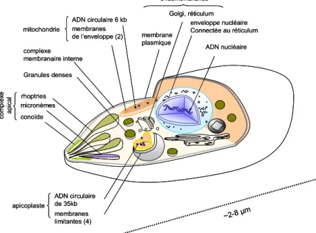 Figure 3: Caractéristiques générales d'une cellule de parasite apicomplexe. Les zoïtes (formes cellulaires  invasives) sont des cellules fortement polarisées