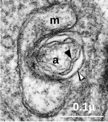 Figure 5. Une structure cellulaire végétale dans la cellule de Plasmodium, l’apicoplaste, un plaste vestigial