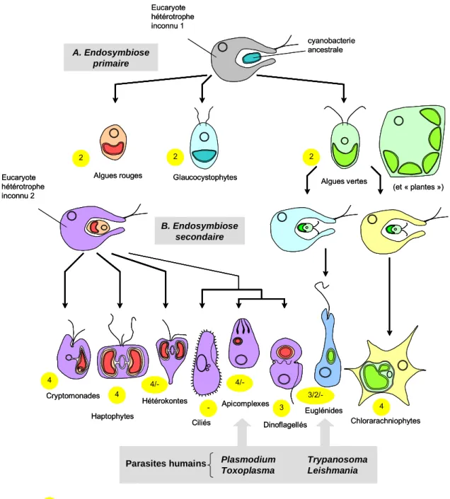 Figure 6. Schéma possible pour l’origine et l’évolution de l’ensemble des eucaryotes contenant des plastes,  suivant des événements d'endosymbioses primaire et secondaire
