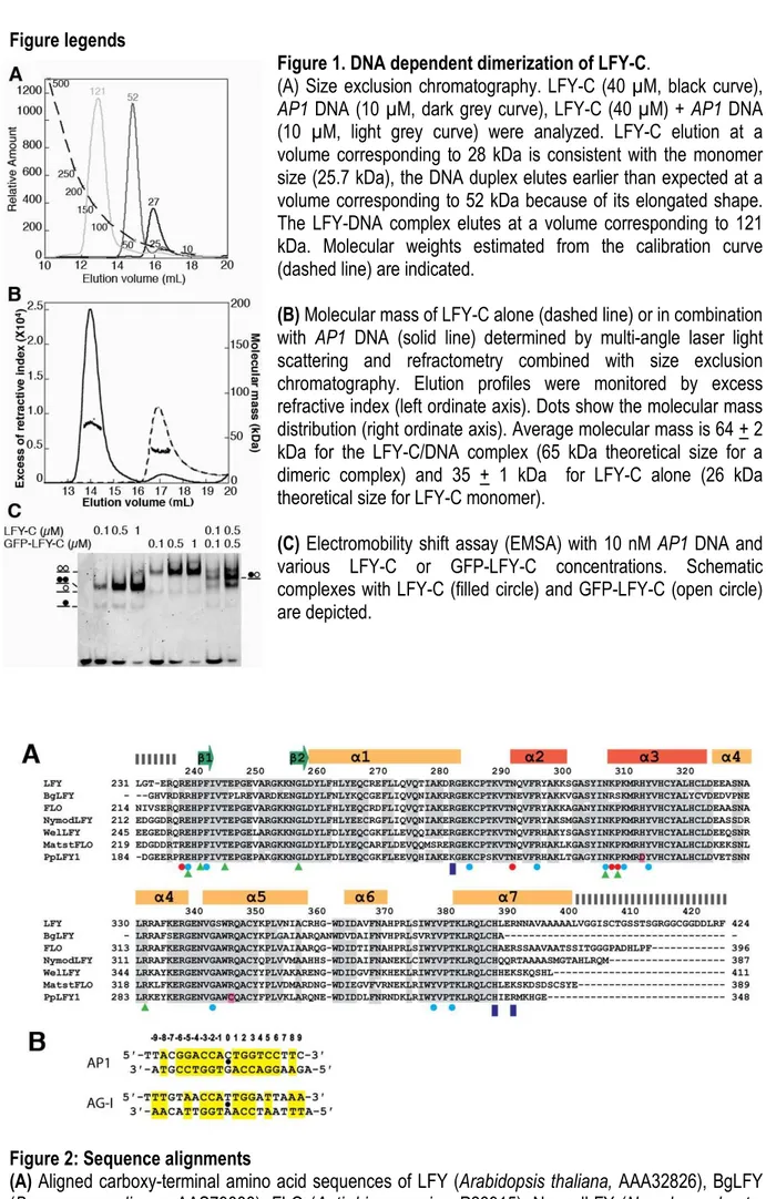 Figure 1. DNA dependent dimerization of LFY-C.  