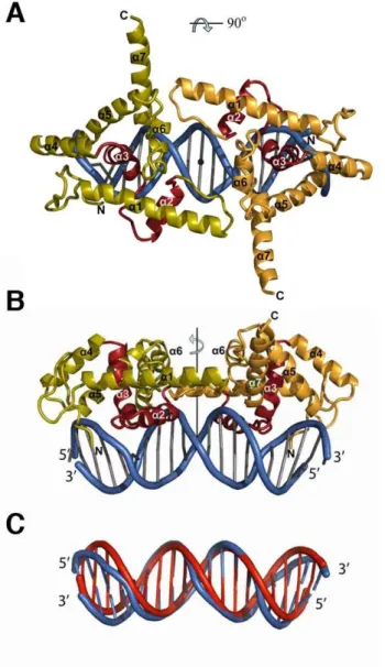 Figure 3: Structure of the LFY-C dimer bound to DNA 