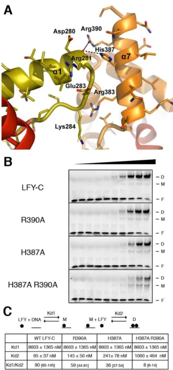 Figure 5: The LFY-C dimer interface mediates cooperative binding 