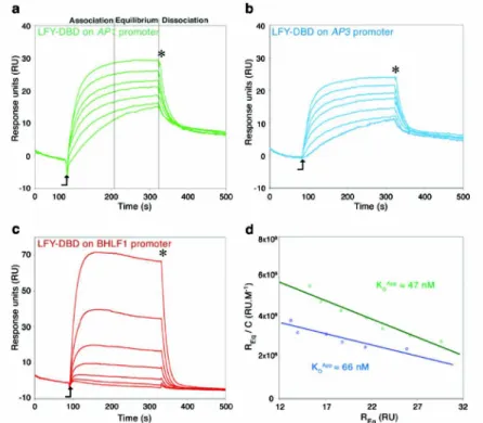 Figure 1. Construction of mutated versions on the AG second intron. 