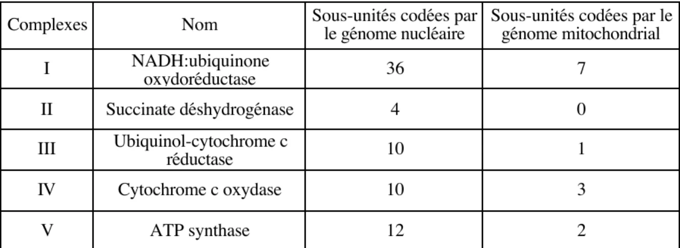 Tableau I : Complexes enzymatiques du système d’oxydation phosphorylante