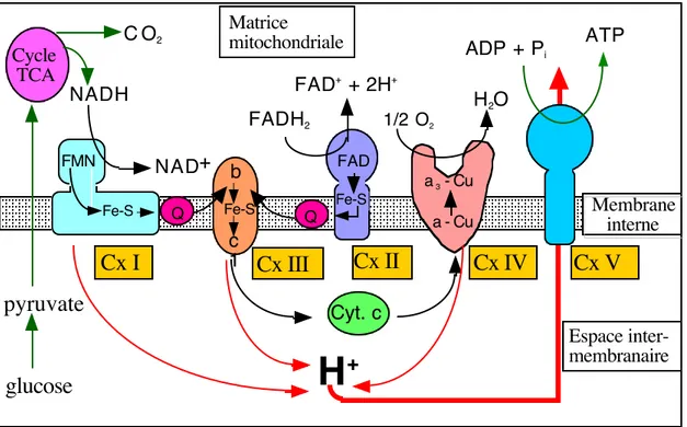 Figure 2 : Représentation schématique du système d’oxydation phosphorylante.