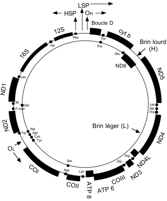 Figure 3 : Organisation de l’ADN mitochondrial humain (d’après Anderson et al., 1981).