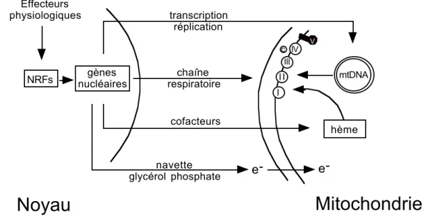 Figure 6 : Contrôle nucléaire intervenant sur  le métabolisme de phosphorylation oxydative par  l’intermédiaire des facteurs NRF-1 et NRF-2 (d’après Scarpulla, 1997).
