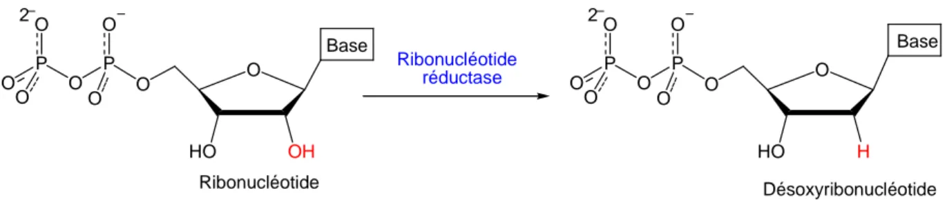 Figure 1- 1: Réaction de conversion des ribonucléotides en désoxyribonucléotides catalysée par les RNRs 