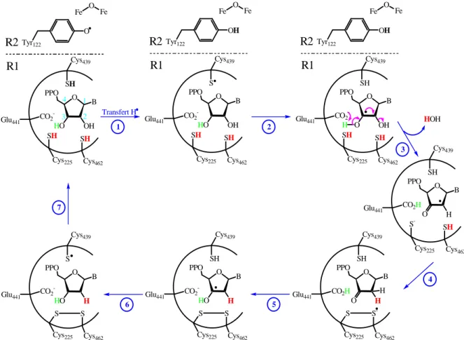 Figure 1-3: Mécanisme radicalaire de la conversion des ribonucléotides en désoxyribonucléotides par les  RNRs de classe I