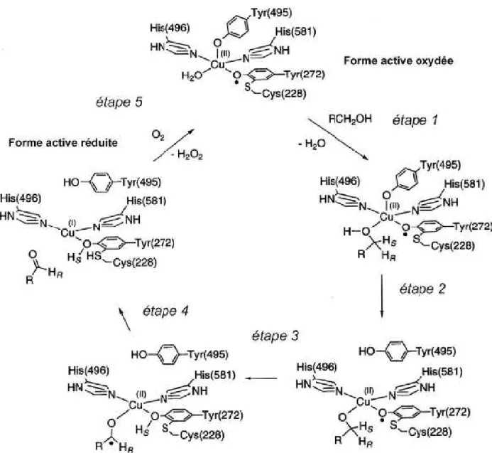 Figure  1-8 :  Détails  du  mécanisme  d'oxydation  des  substrats  proposé  pour  la  galactose  oxydase