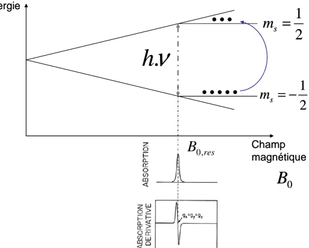 Figure 2- 2: Eclatement du doublet  m s = ± 1/2 associé au spin électronique S=1/2 d'un système isotrope  sous l'action du champ magnétique B 0