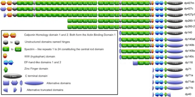 Figure 4. The domains present in each of the dystrophin isoforms. Image from Nicolas et al