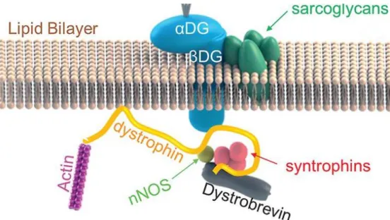 Figure  8.  Typical  schematic  of  the  dystrophin-associated  protein  complex.  The  important  interaction  of  dystrophin with the actin cytoskeleton is also included