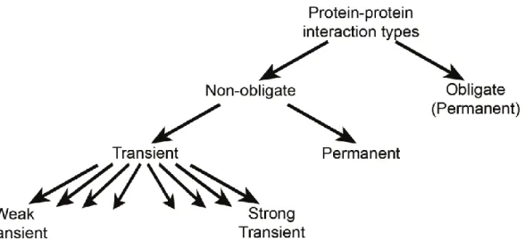 Figure 12. Schema of the different interaction types. Protein-protein interaction (PPI) types can be defined  as  either  obligate  or  non-obligate