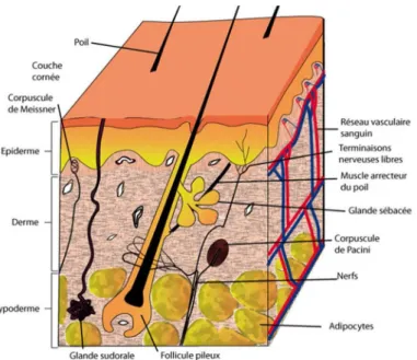 Figure 4 Composition de la peau  Source : [https://biologiedelapeau.fr] 