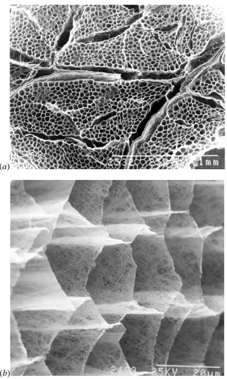 Figure  1-5  -  Scanning  electron  micrograph  of  the  cut  surface  of  bovine  sternomandibularis muscle after digestion with NaOH to remove muscle cell contents and  proteoglycans  in  the  IMCT