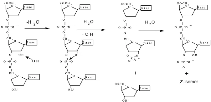 Figure 15 : Réaction de clivage de la chaîne nucléotidique située après un ribonucléotide, en milieu  basique au niveau de la liaison P-O du phosphodiester: substitution nucléophile au niveau de l’atome  de phosphore suivant le ribonucléotide (Shabarova &a