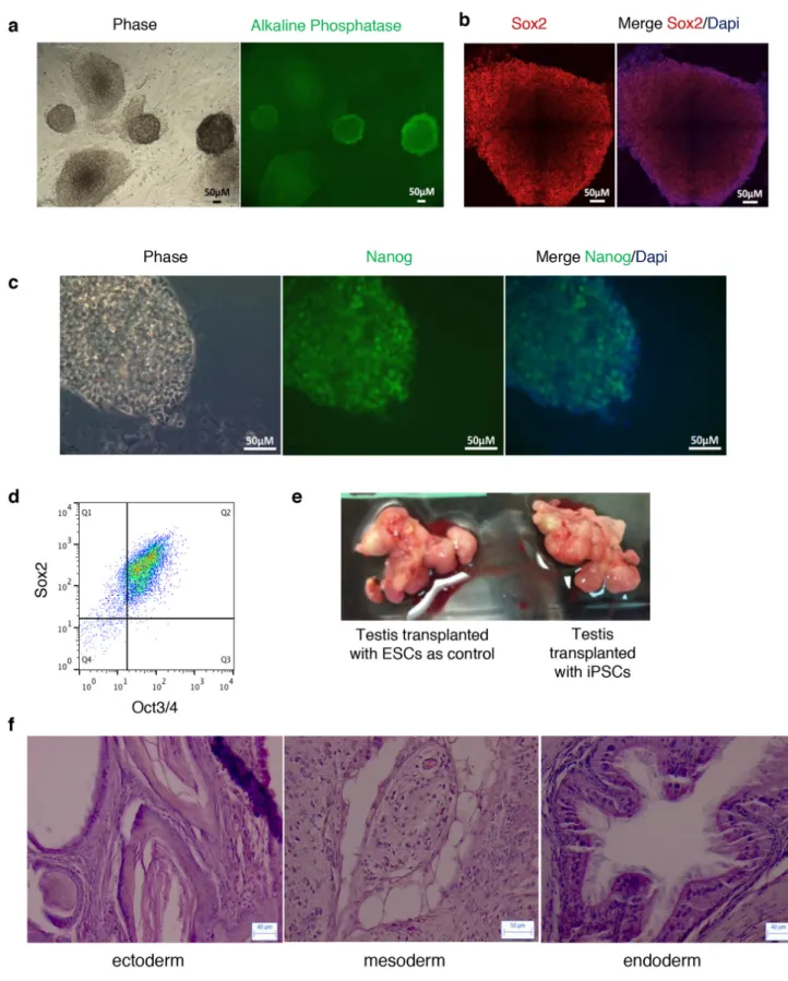 Figure 3: Pluripotency of reprogrammed colonies obtained from SP α6 + /c-Kit +  cells