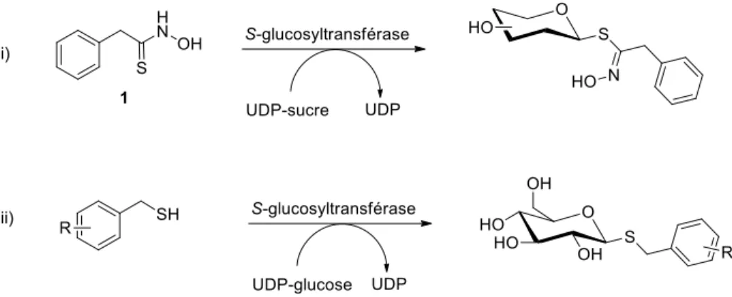 Figure 6 structure de la désulfoglucobrassicine et de la désulfosinigrine 