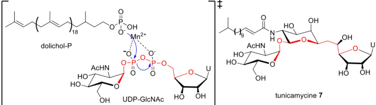 Figure 7 mécanisme supposé pour UGT74B1 : mécanisme par inversion de configuration 8 Il existe un exemple d’inhibiteur bi-substrats naturel : la tunicamycine  7 (Figure 8) inhibe la   N-acétylglucosaminyle  phosphotransférase  (GlcNAc  phosphotransférase) 