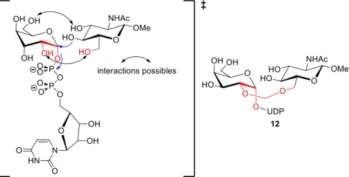 Figure 11 état de transition proposé lors de la réaction catalysée par la  -1,4-galactosyltransférase et  structure de l’inhibiteur synthétisé 