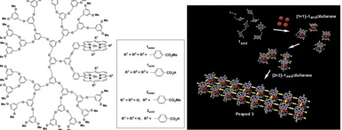 Figure 37 : Dendrimère  contenant un système de bis  porphyrines face  à face et schéma  du  mécanisme de formation  des nanotubes supramoléculaires