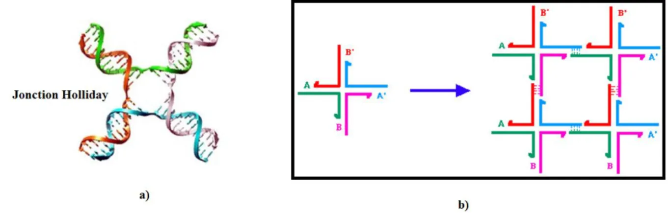 Figure 47 : a) Jonction d’Holliday; b) Auto-assemblage d’ADN en deux dimensions à partir de la brique intelligente
