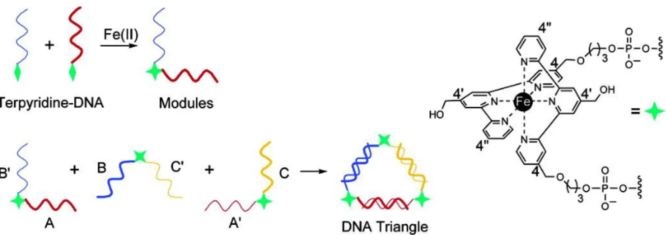 Figure  55 :  Représentation  des  structures  dérivées  des  terpyridines  et  schéma  de  formation  des  triangles  à  base  d’ADN