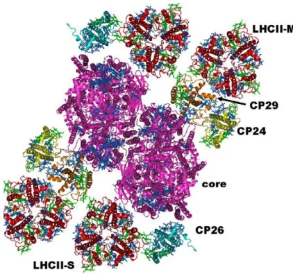 Figure 1.9 Model of the PSII supercomplex C2S2M2 from higher plants. From Croce and Van Hamerongen, 2011
