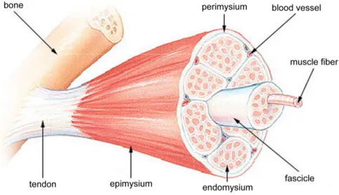 Figure  2.  The  skeletal  muscle  structure.  Each  skeletal  muscle  is  composed  of  several  groups  of  fibers (fascicles) surrounded by perimysium and irrigated by blood vessels