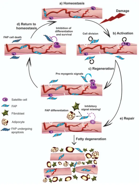 Figure  8.  Multiple  roles  of  FAPs  during  muscle  regeneration  and  repair.  (a)  At  muscle  homeostasis, both satellite cells and FAPs are quiescent