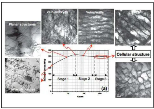 FIG. I-7: évolution des structures de dislocation en fonction du nombre de cycles (Pham et al., 2011b) 