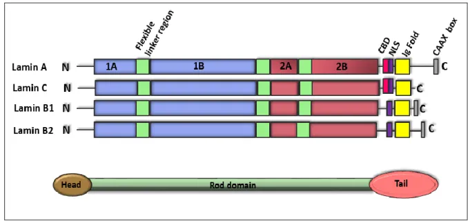 Figure 2: Schematic structure of lamin family members. Main characteristics are four central rod domains (1A, 1B,  2A, 2B), flanked by a globular head and a globular tail domain