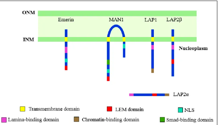 Figure 3: Schematic illustration of the LEM-domain proteins. LAP2α, LAP2β, emerin and MAN1 contain the  LEM  domain,  which  interacts  with  the  DNA-binding  protein  barrier-to-autointegration  factor  (BAF)