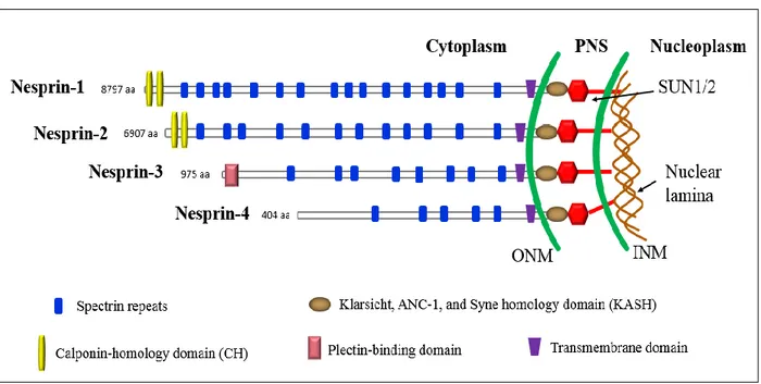 Figure 5: Domain structure of the four main nesprin isoforms. The nesprins-1 and -2 contain two N-terminal actin- actin-binding Calponin homology (CH) domains, a central region comprised of multiple Spectrin repeats (the number  depends on the isoform) and