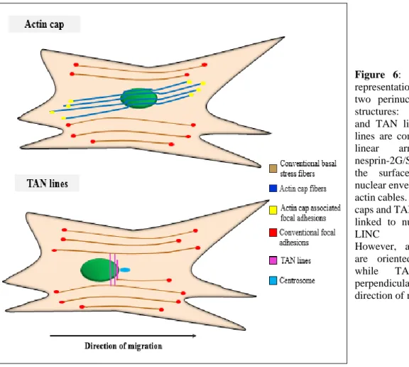 Figure  6:  Schematic  representation  of  the  two  perinuclear  actin  structures:  actin  cap  and  TAN  lines