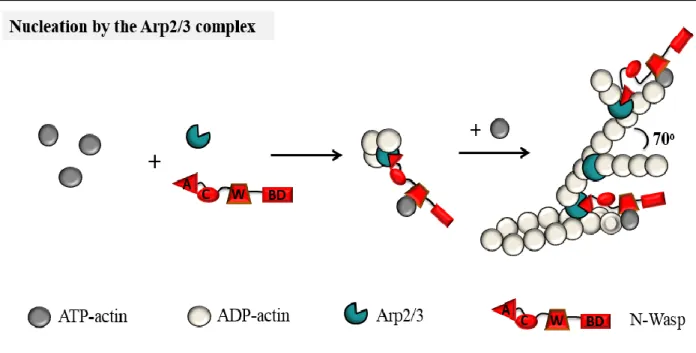 Figure 11: Arp2/3-mediated actin nucleation. The Arp2/3 complex, once activated by an NPF such as N-WASP  nucleates a new filament at a 70° angle relative to an existing actin filament