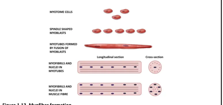 Fig. 1.14. Embryonic and fetal waves of myogenesis. 