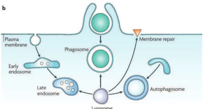 Figure 1. Specific functions of lysosome. 6