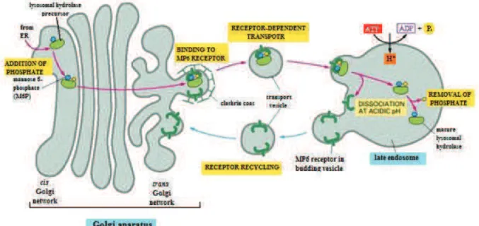 Figure 2. Transport from the Trans Golgi Network to lysosomes. 19