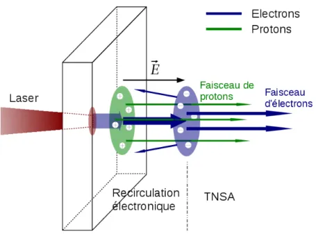 Figure 1.8: Sch´ ema des m´ ecanismes d’acc´ el´ eration de proton TNSA et de la recirculation des ´ electrons dans la cible.