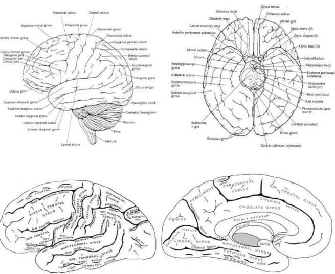 Fig 1.3 Gyri and Sulci, an example of the text book presentation of nomenclature.  
